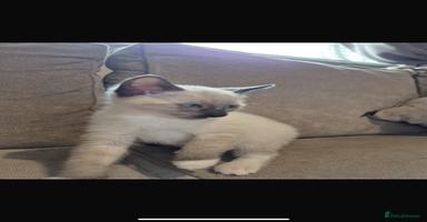 Ragdoll cats - Advert 3