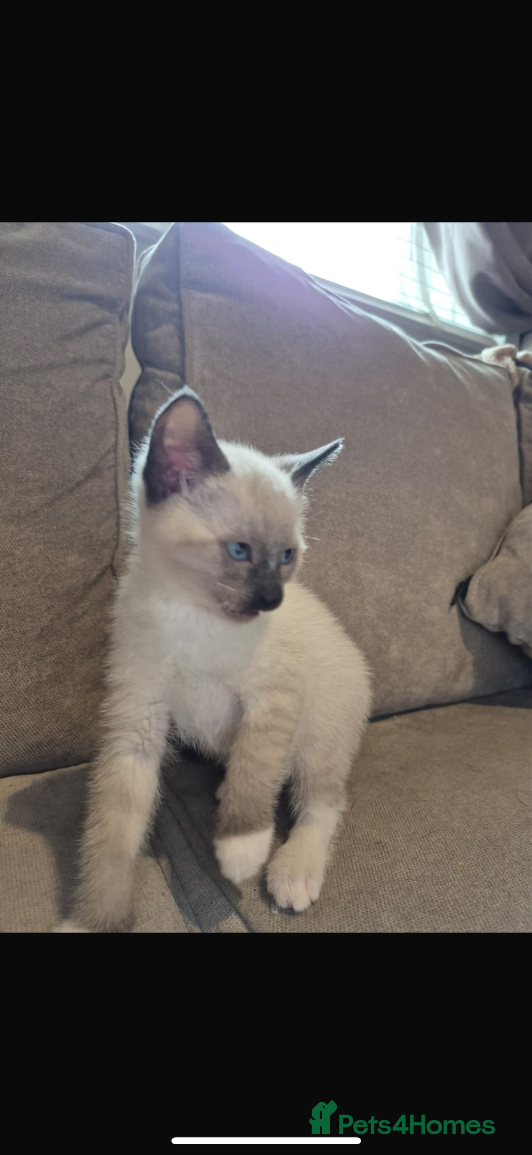 Ragdoll cats for sale: Siamese cross ragdoll kittens  - Image 3