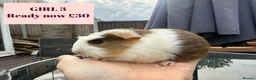 Guinea Pig rodents for sale: Baby Guinea Pigs-male & female - Advert 3