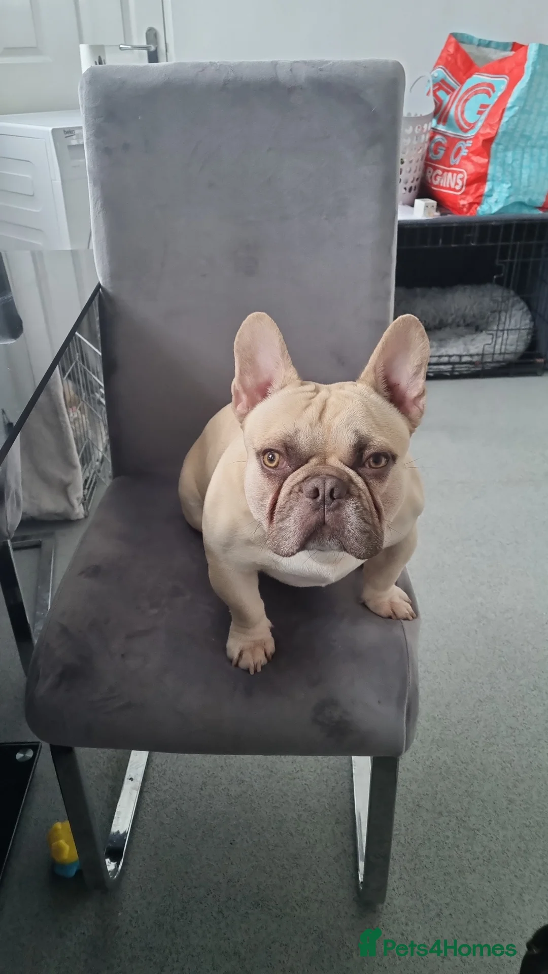 French Bulldog dogs for stud: Male French Bulldog for stud  - Advert 2
