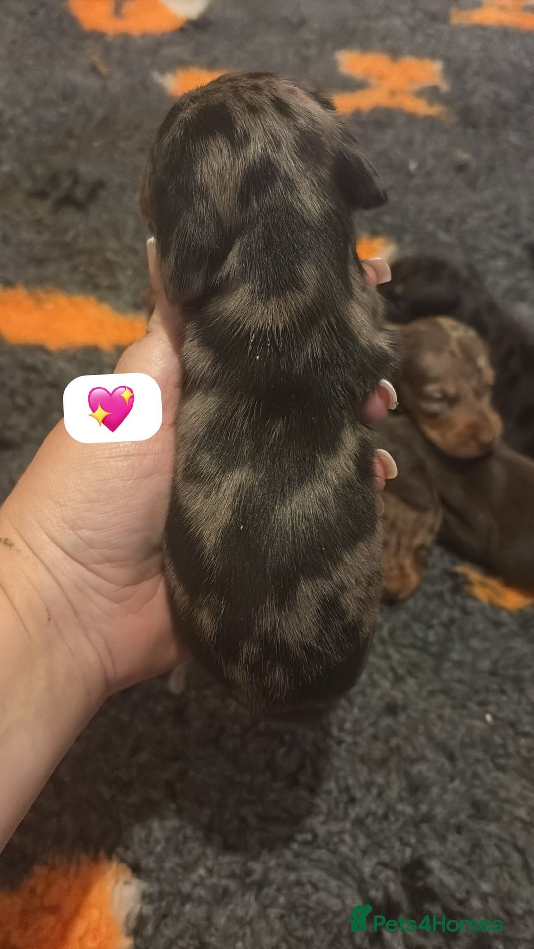 Dachshund dogs for sale: Miniature dachshund puppy’s for sale  - Image 18