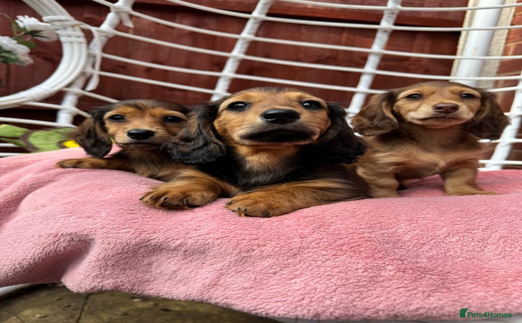 Dachshund dogs - Advert 2