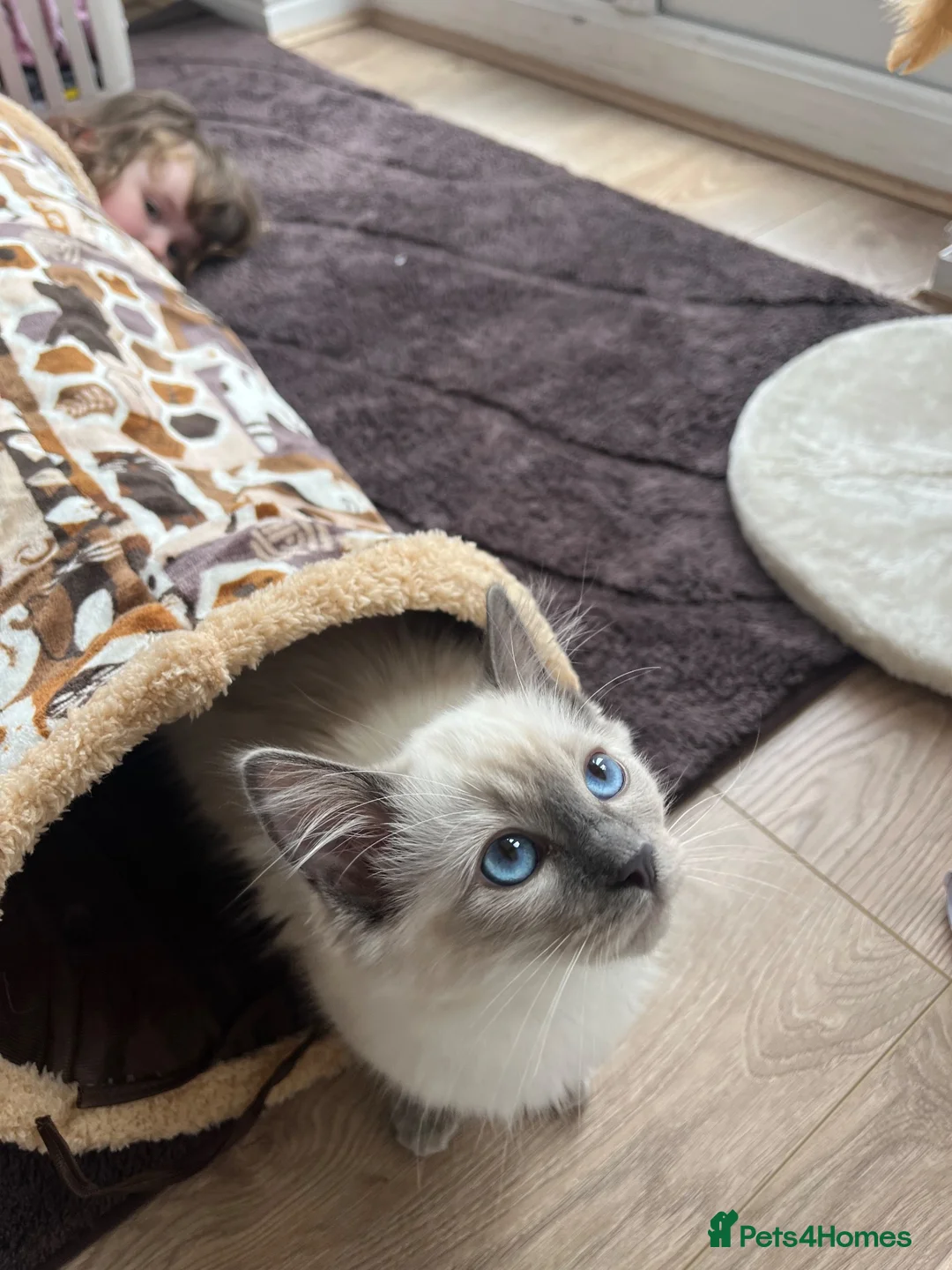 Ragdoll cats for sale: Ragdoll for sale  - Advert 1