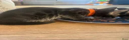 Mixed Breed cats for sale: Half bengal kittens  in Brandon - Advert 23