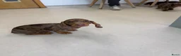 Dachshund dogs for sale: Dachshund is your friend forever  - Advert 9