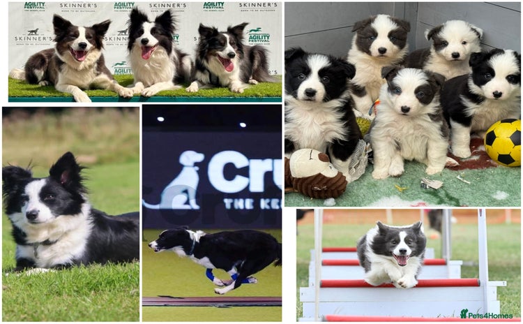 Border Collie dogs Stunning, Small, Traditional KC REG, HEALTH TESTED - Advert 2