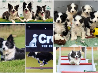 Border Collie dogs Stunning, Small, Traditional KC REG, HEALTH TESTED - Advert 6