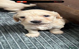 Mixed Breed dogs for sale: Golden doodle x Cocker Spaniel puppies  - Image 12