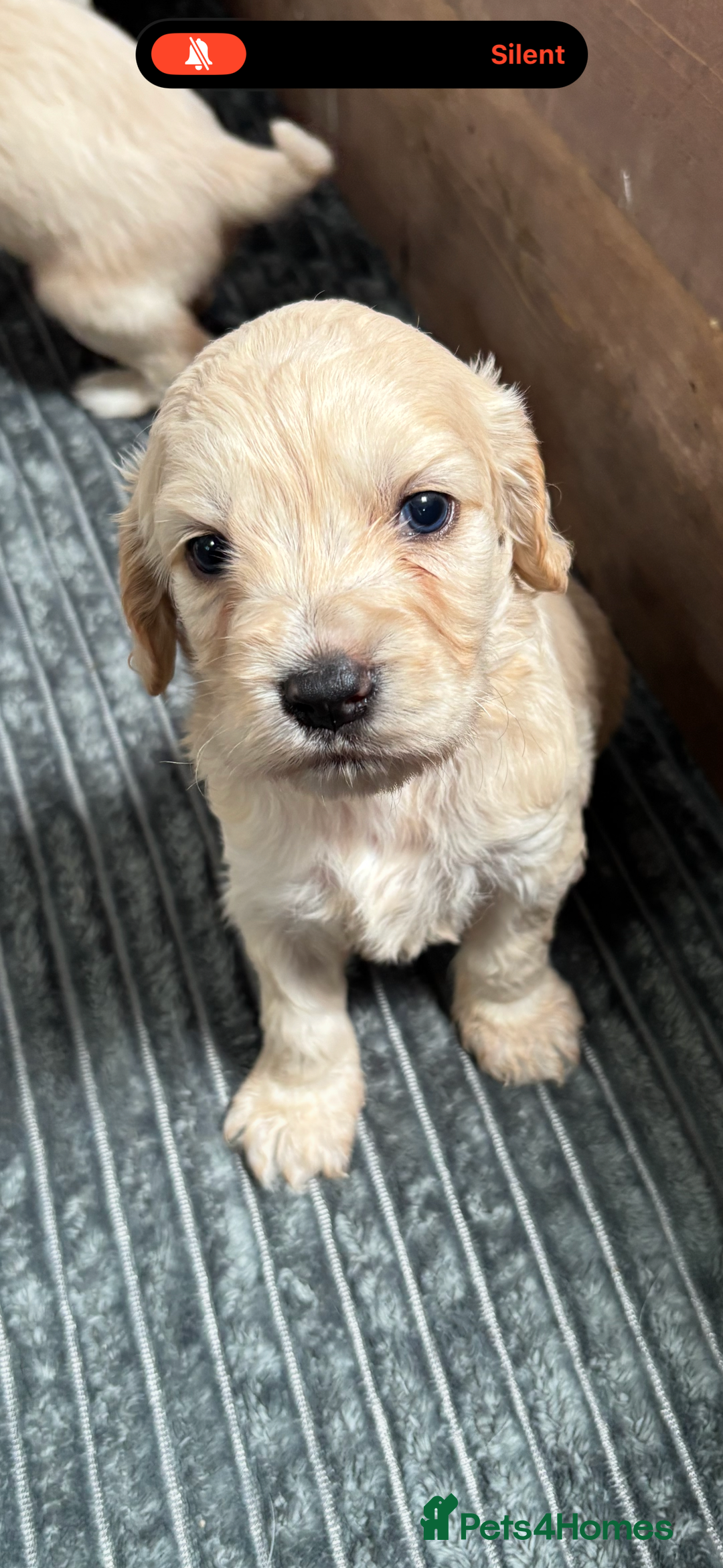 Mixed Breed dogs for sale: Golden doodle x Cocker Spaniel puppies  - Image 12