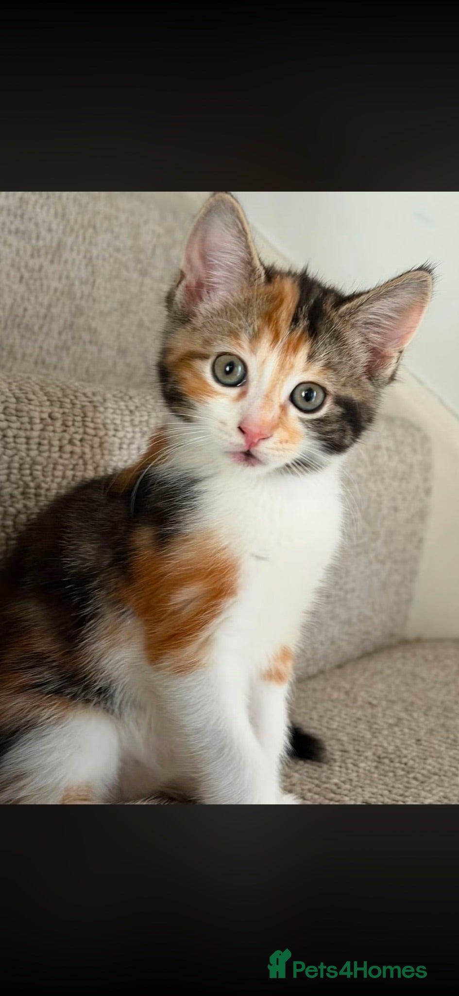 Mixed Breed cats Calico female kitten ready to go - Advert 6