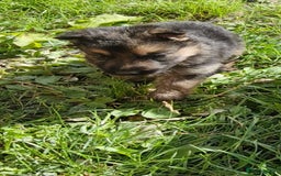 German Shepherd dogs for sale: KC registered German Shepherd puppies  - Image 24