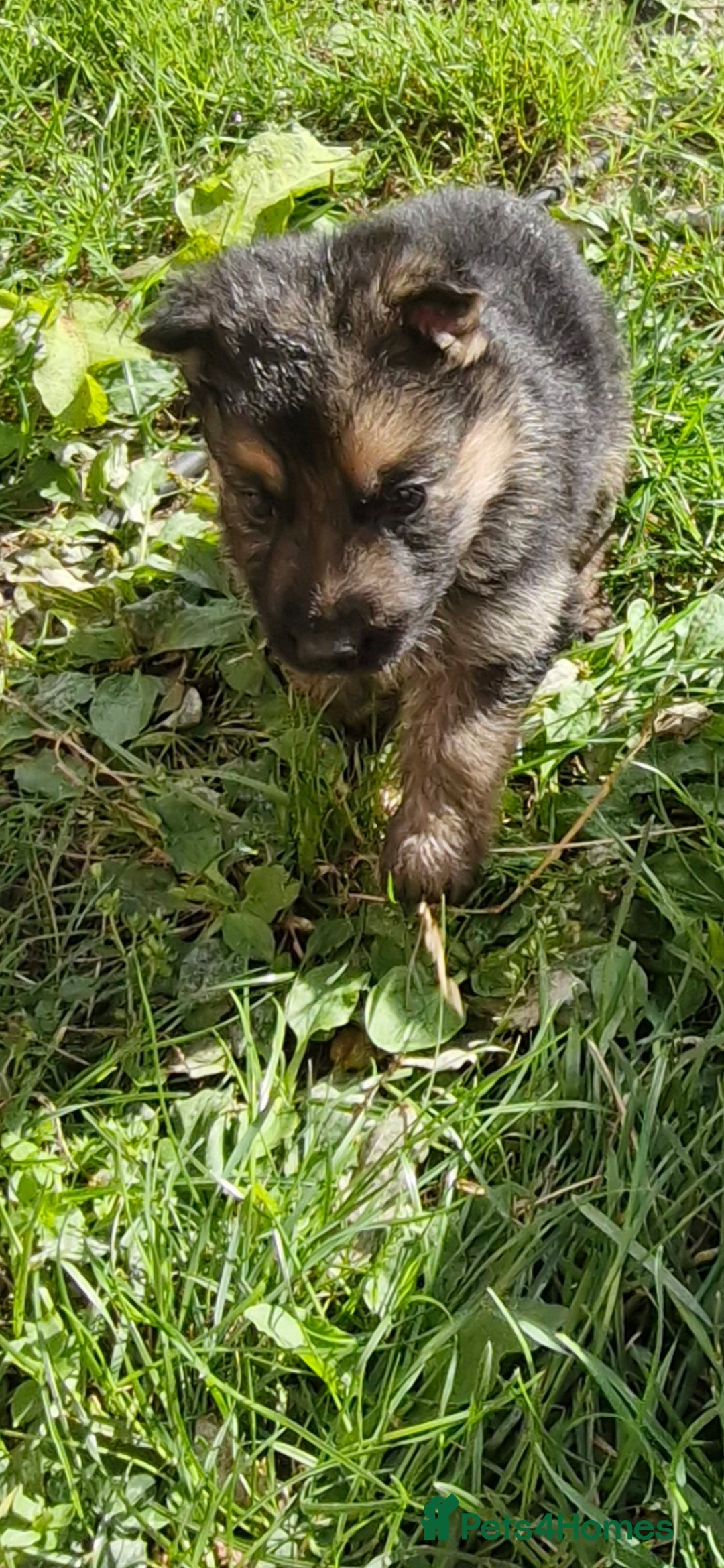 German Shepherd dogs for sale: KC registered German Shepherd puppies  - Image 24