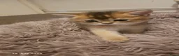 Scottish Fold cats for sale: 🐾 Stunning Golden ScottishFold&Straight Kittens🐾 in Southampton - Advert 25