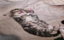 Mixed Breed cats for sale: Kittens are looking for homes  - Image 7