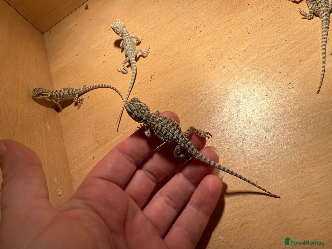 Bearded Dragon reptiles for sale: Bearded Dragon Babies - Image 6