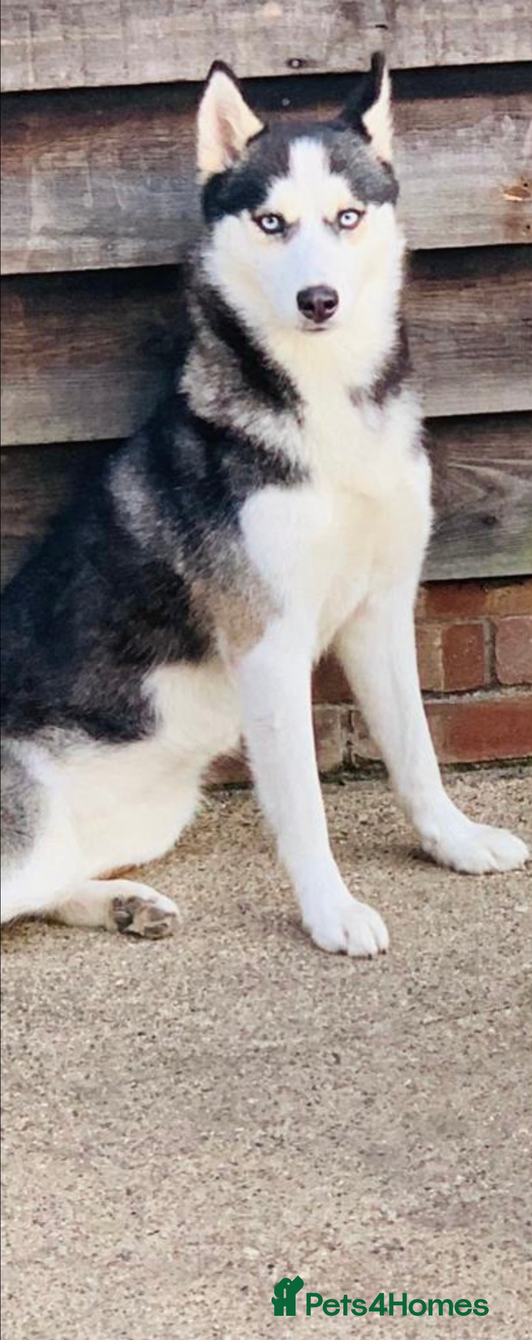 Siberian Husky dogs for sale: My beautiful Luna - Advert 2