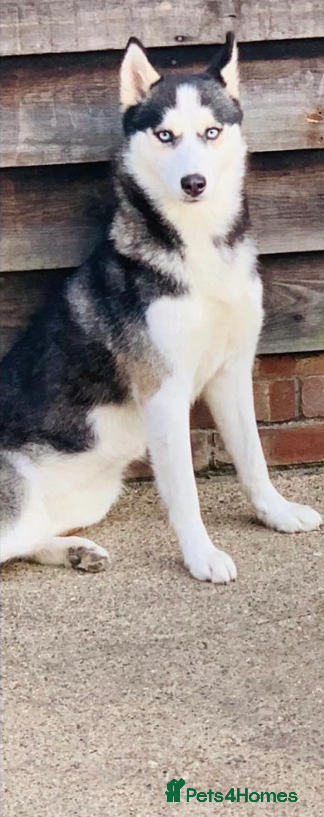 Siberian Husky dogs for sale: My beautiful Luna - Advert 2