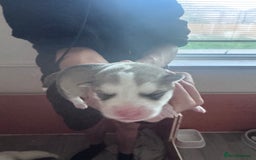 Siberian Husky dogs for sale: Husky Puppies – Ready 22/12/25 🐾  - Image 1