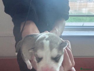 Siberian Husky dogs - Advert 4