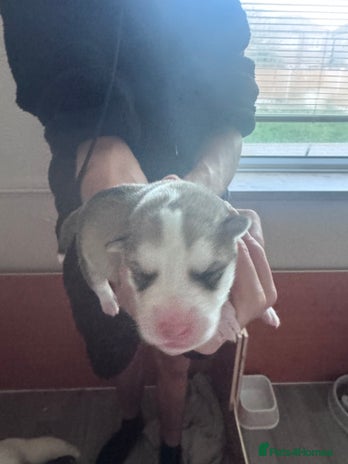 Siberian Husky dogs - Advert 1