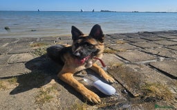 German Shepherd dogs for sale: Skye  - Image 1