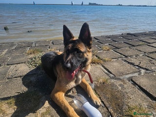 German Shepherd dogs for sale - Advert 1