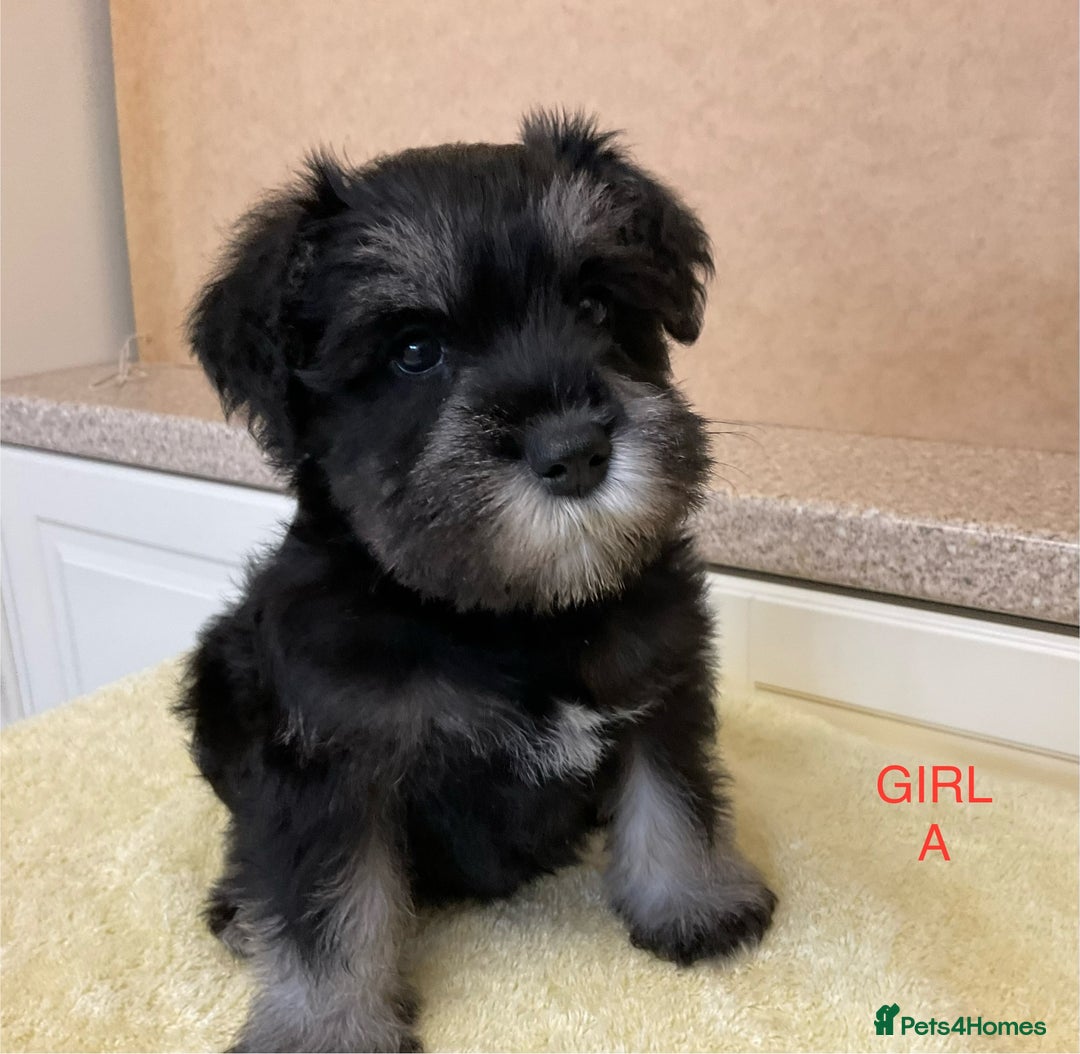 Miniature Schnauzer dogs for sale: BLACK AND SILVER PUPPIES EXCEPTIONAL PEDIGREE - Image 12