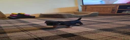 Border Terrier dogs for sale: Border terrier puppies  - Advert 17