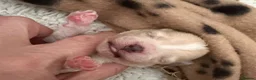 Mixed Breed dogs for sale: Male Puppy in Aberdeen - Advert 5
