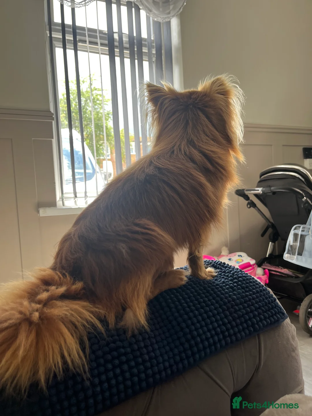 Chihuahua dogs for stud: KC Reg Chihuahua Stud in Stourbridge - Advert 5