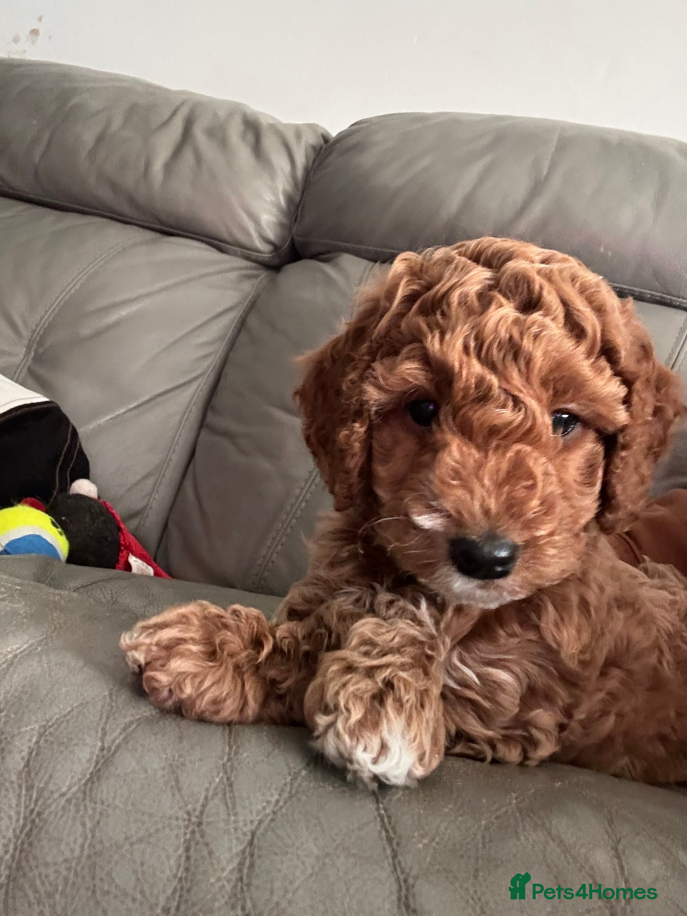 Cockapoo dogs Red Cockapoo girls F1b ready 12/1/26 - Advert 7