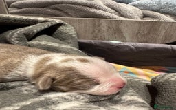 Boston Terrier dogs for sale: Stunning rainbow litter born 5/8/35 - Image 10