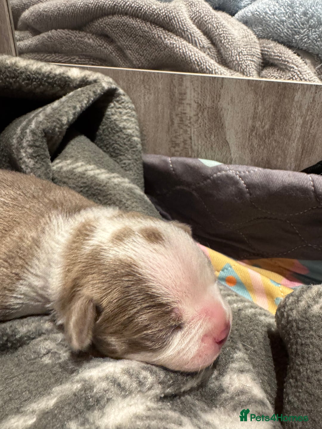 Boston Terrier dogs for sale: Stunning rainbow litter born 5/8/35 - Image 10