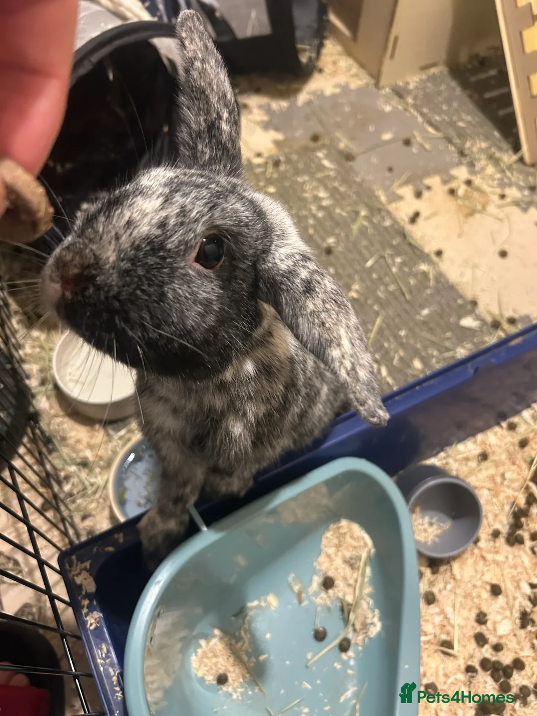 Angora rabbits for sale: Rocket and Lylla in Wokingham - Advert 3