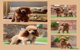 Poodle dogs for stud: Professional STUD & fertility services in Stafford - Image 1