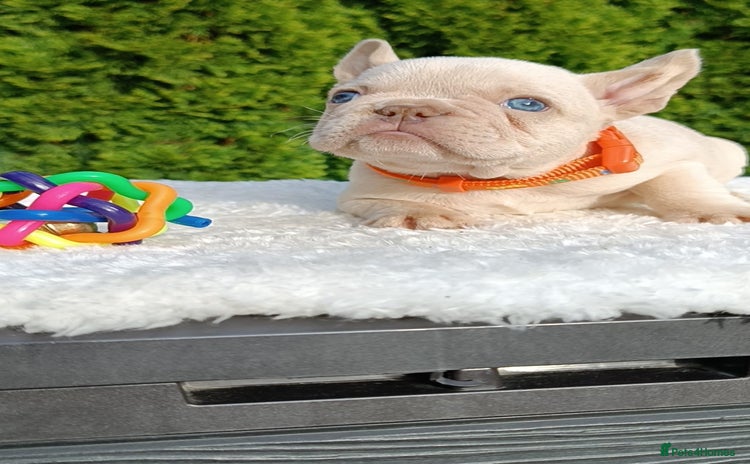 French Bulldog dogs - Advert 1