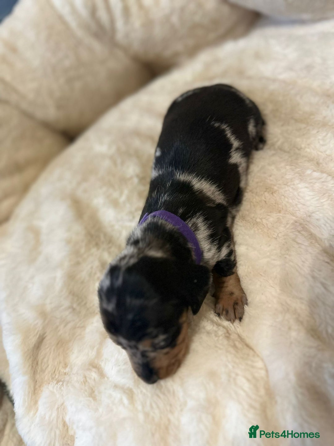 Miniature Dachshund dogs for sale: Miniature Dachshund Puppies - Advert 20