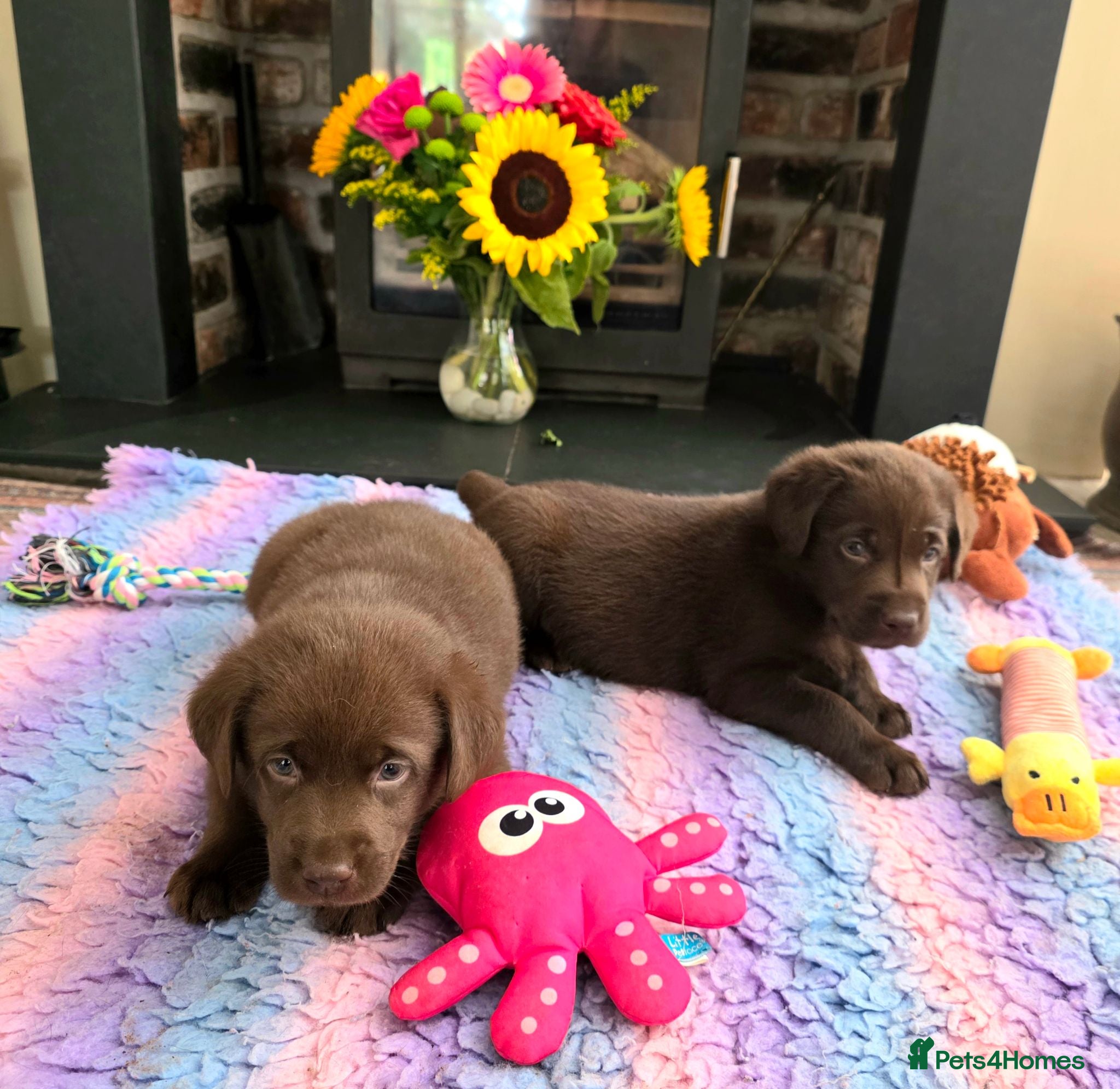 Labrador Retriever dogs Gorgeous Chocolate Labrador Puppies  - Advert 2