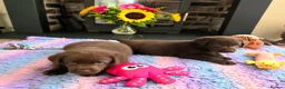 Labrador Retriever dogs for sale: Gorgeous Chocolate Labrador Puppies  - Advert 2