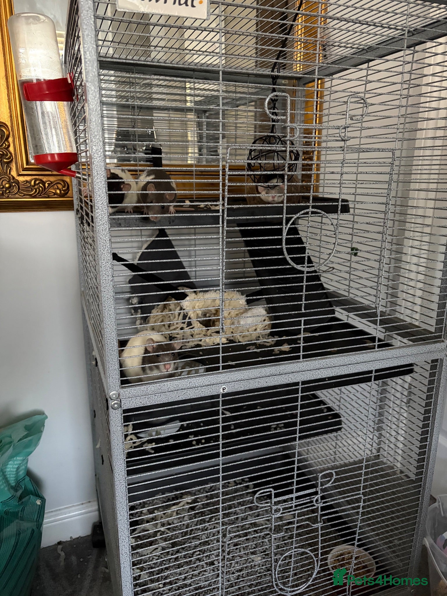 Rat rodents 4 Female Rats + Full Setup - Advert 1