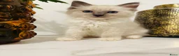 Ragdoll cats for sale: Last Ragdoll kitten available now   - Advert 4