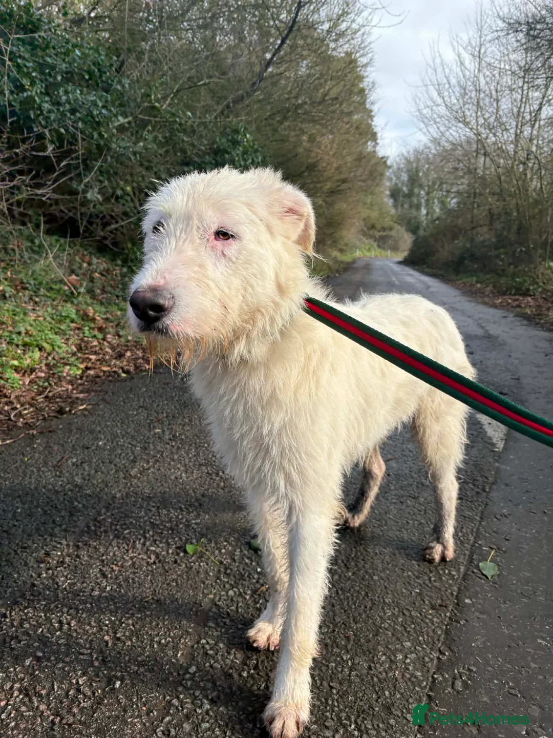 Mixed Breed dogs for adoption: Peter - Norwich Norfolk  in Norwich - Advert 4