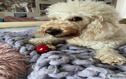 Mini Goldendoodle dogs for stud: Stud sire wanted  - Image 4