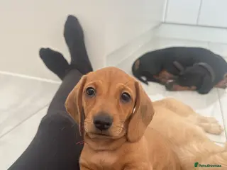 Miniature Dachshund dogs for sale: Ready this weekend- 3 Red Girls Mini Dachshund - Advert 1