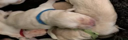 Mixed Breed dogs for sale: Beautiful Golden Labradoodle Doubledoodle Puppies in Nantwich - Advert 7