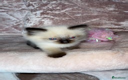 Ragdoll cats for sale: 🌸pedigree Ragdoll babies, reduced🌸 - Image 10