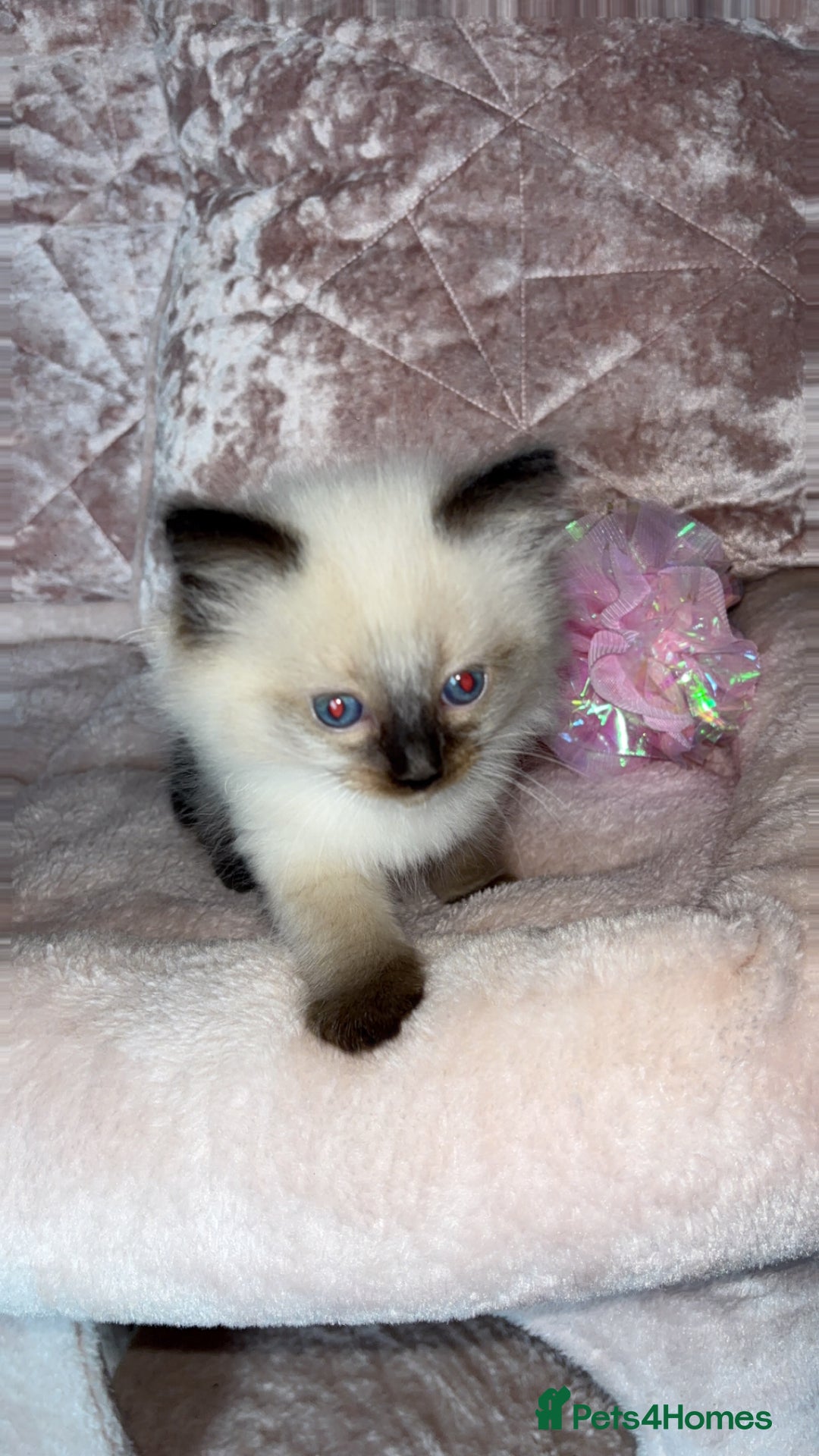 Ragdoll cats for sale: 🌸pedigree Ragdoll babies, reduced🌸 - Image 10