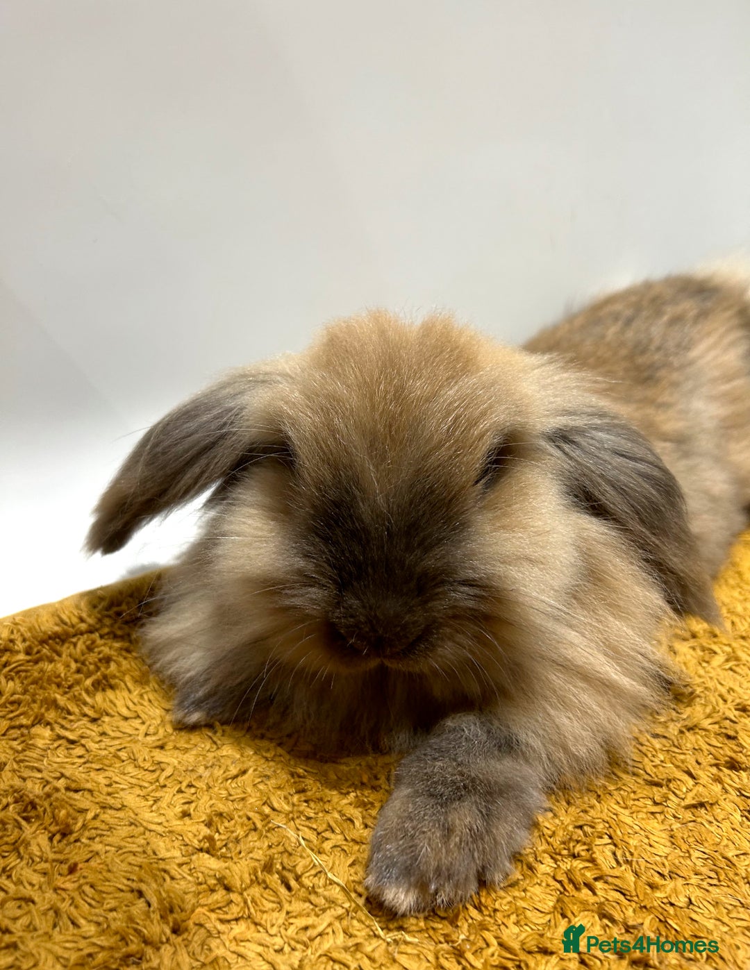 Lionhead rabbits for sale: House rabbits (Must go separate) - Advert 6