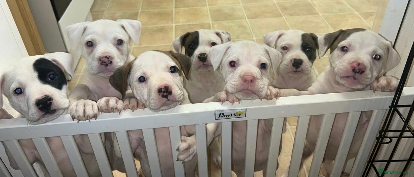 American Bulldog dogs Stunning American bulldogs  - Advert 10