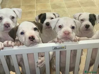 American Bulldog dogs Stunning American bulldogs - Advert 10